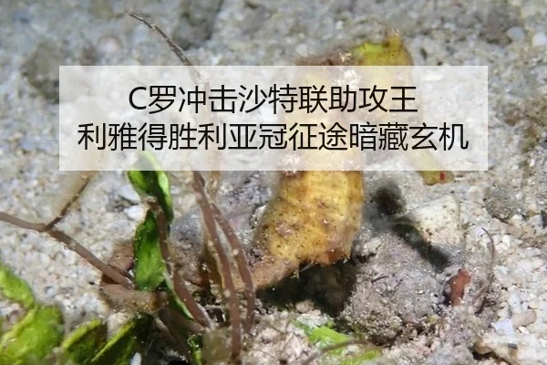 luo-chong-ji-sha-te-lian-zhu-gong-wang-li-ya-de-sheng-li-ya-guan-zheng-tu-an-cang-xuan-ji-2-985.jpg