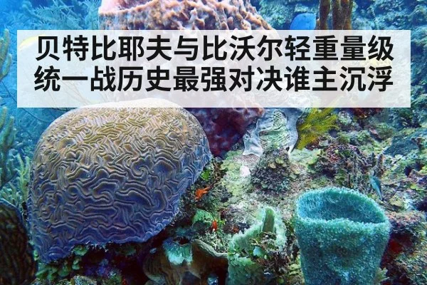 贝特比耶夫与比沃尔轻重量级统一战历史最强对决谁主沉浮